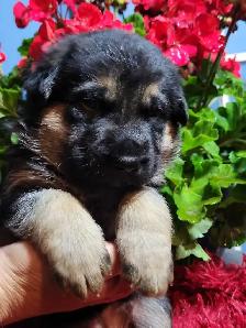 German Shepherds