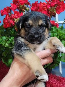 German Shepherds - Photo 2