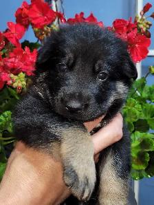 German Shepherds - Photo 3