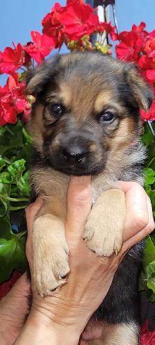 German Shepherds - Photo 4