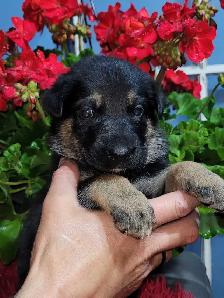German Shepherds - Photo 5