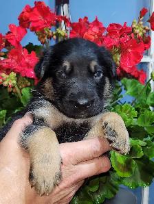 German Shepherds - Photo 6