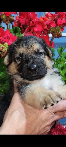 German Shepherds - Photo 7
