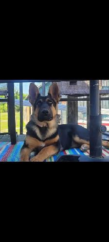 German Shepherds - Photo 8