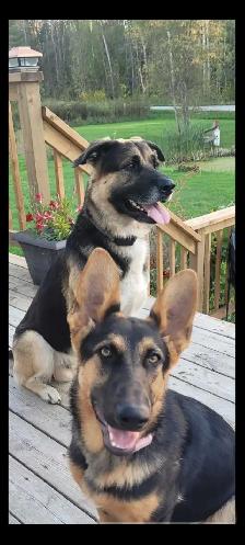 German Shepherds - Photo 10