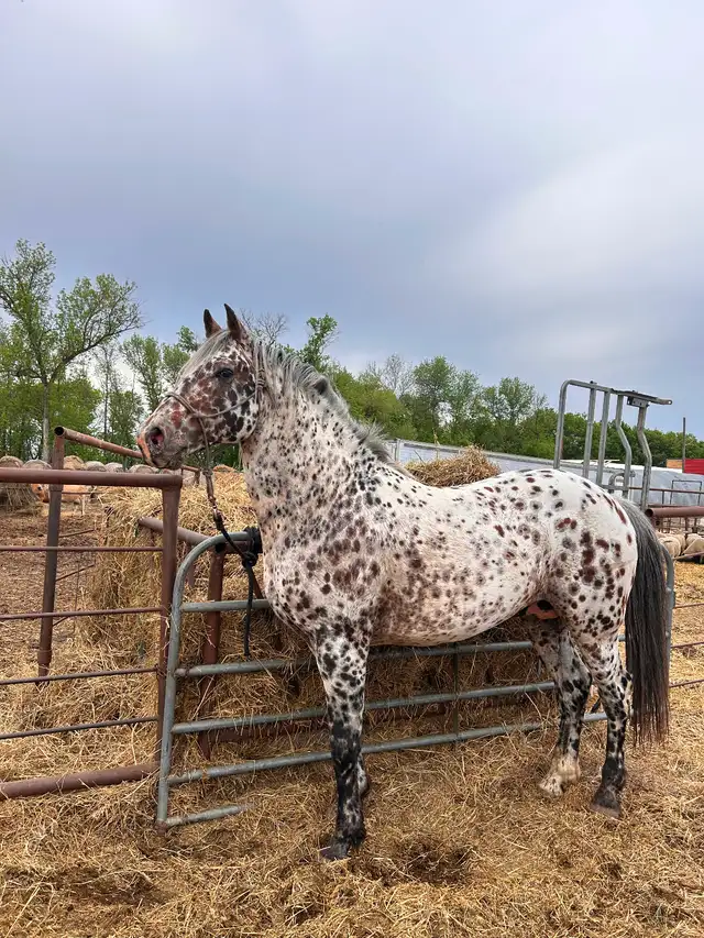 Appaloosa x Percheron Stud