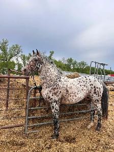 Appaloosa x Percheron Stud