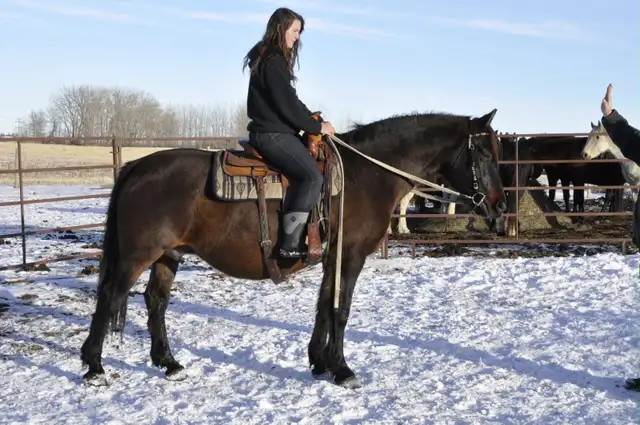 mare for sale