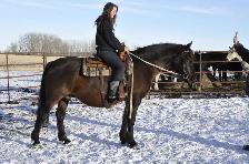 mare for sale