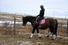 mare for sale - Photo 2