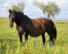 mare for sale - Photo 3
