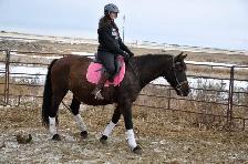 mare for sale - Photo 4
