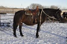 mare for sale - Photo 5