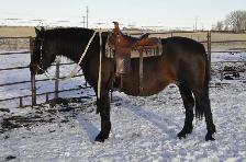 mare for sale - Photo 6