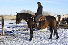 mare for sale - Photo 7