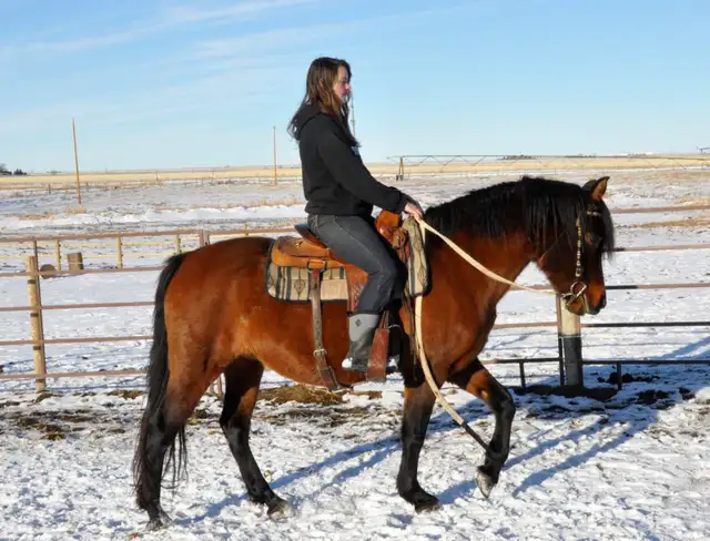 mare for sale