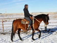 mare for sale