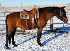 mare for sale - Photo 2
