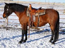 mare for sale - Photo 3