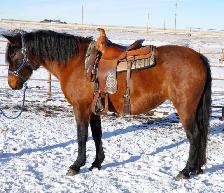 mare for sale - Photo 4