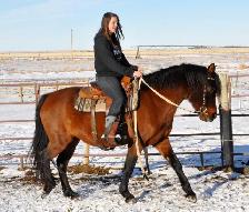 mare for sale - Photo 5