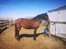 mare for sale - Photo 6