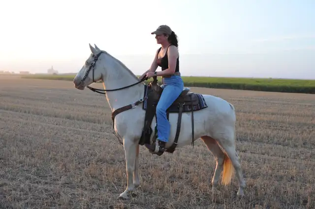 mare for sale