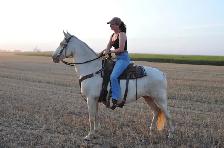 mare for sale