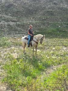 mare for sale - Photo 2