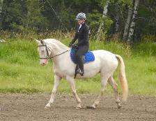 mare for sale - Photo 3