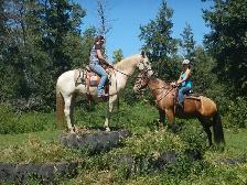 mare for sale - Photo 5