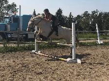 mare for sale - Photo 6