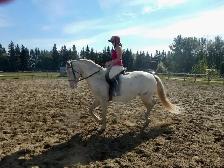 mare for sale - Photo 7