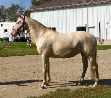 mare for sale - Photo 10