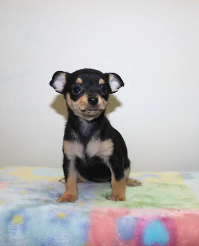 Female Chihuahua Puppies - 2 Available