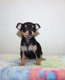 Female Chihuahua Puppies - 2 Available