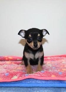 Female Chihuahua Puppies - 2 Available - Photo 2