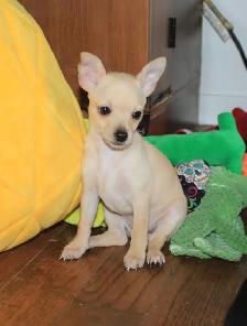 Female Chihuahua Puppies - 2 Available - Photo 3