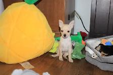 Female Chihuahua Puppies - 2 Available - Photo 4