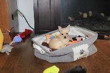 Female Chihuahua Puppies - 2 Available - Photo 5