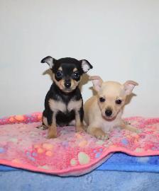 Female Chihuahua Puppies - 2 Available - Photo 6