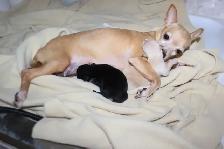 Female Chihuahua Puppies - 2 Available - Photo 7