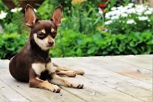 Female Chihuahua Puppies - 2 Available - Photo 8