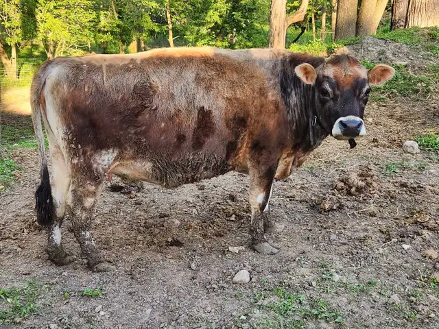 Miniature Jersey heifer