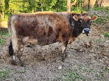 Miniature Jersey heifer