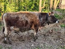 Miniature Jersey heifer - Photo 2