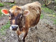 Miniature Jersey heifer - Photo 3