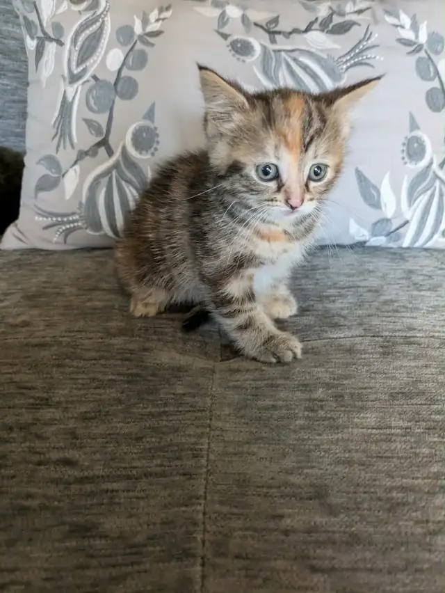 Adorable kittens looking for a fur-ever home