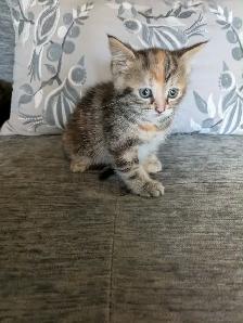 Adorable kittens looking for a fur-ever home