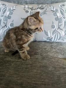 Adorable kittens looking for a fur-ever home - Photo 2